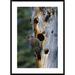 Global Gallery 'Northern Flicker pecker Near Nest Cavity, Slana, Alaska' Framed Photographic Print Paper in Brown/Gray/Green | Wayfair