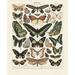 McGaw Graphics 'Papillons III' Graphic Art Print, Poster Paper in Black/Brown/Green | 19 H x 13 W x 0.125 D in | Wayfair M3023-2P