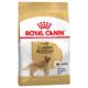 2 x 12kg Adult Golden Retriever Royal Canin Hundefutter trocken