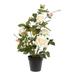 Vickerman 522813 - 21" White Rose Plant in Pot (TA181711) Home Office Flower Bushes