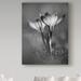 Trademark Fine Art 'Crocus Bw' by Photographic Print on Wrapped Canvas Metal in Gray | 32 H x 24 W x 2 D in | Wayfair ALI36245-C2432GG