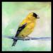 Winston Porter Goldfinch by Sean Parnell - Print on Canvas Paper in White | 20.5 H x 20.5 W x 1 D in | Wayfair 8847966D96E5498CA6935EF9BCE62FAD