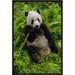 East Urban Home 'Giant Panda Eating Bamboo, Wolong Nature Reserve, China' Photographic Print in Green | 18 H x 12 W x 1.5 D in | Wayfair