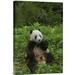 East Urban Home 'Giant Panda Sitting in Vegetation Eating Bamboo, Wolong Nature Reserve, China' Photographic Print in Green | Wayfair