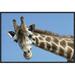 East Urban Home 'Reticulated Giraffe Portrait, Native to Africa' Photographic Print, Wood in Blue/Brown | 16 H x 24 W x 1.5 D in | Wayfair