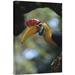 East Urban Home 'Sulawesi Red-Knobbed Hornbill Male Delivering Figs to Female, Sulawesi, Indonesia' Photographic Print, | Wayfair URBP6477 41075608