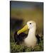East Urban Home Waved Albatross, Galapagos Islands, Ecuador - Wrapped Canvas Photograph Print Canvas, in Green/White | Wayfair URBP0743 41068164
