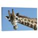 East Urban Home 'Reticulated Giraffe Portrait, Native to Africa' Photographic Print, Wood in White | 24 H x 36 W x 1.5 D in | Wayfair
