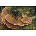 East Urban Home 'Tarantula Large Female Wandering Over Bracket Fungus, North Sulawesi, Indonesia' Photographic Print, in Green/Red | Wayfair