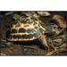 East Urban Home 'Spider Tortoise Critically Endangered Species Native to Madagascar' Photographic Print, in White | 24 H x 36 W x 1.5 D in | Wayfair