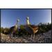 East Urban Home Waved Albatross Pair in Nesting Colony, Galapagos Islands, Ecuador - Wrapped Canvas Photograph Print Canvas, in Blue/Brown | Wayfair