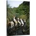 East Urban Home 'Royal Penguin Group Commuting Up Stream Bed, Macquarie Island' Photographic Print, Wood in White | 36 H x 24 W x 1.5 D in | Wayfair