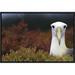 East Urban Home Waved Albatross Portrait, Galapagos Islands, Ecuador - Wrapped Canvas Photograph Print Canvas, in Red/White | Wayfair