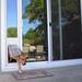 Endura Flap Pet Doors Endura Flap Thermo Panel 3E Pet Door, Glass in Gray/White | 77.75 H x 1 D in | Wayfair 01PPC12 PW