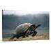 East Urban Home 'Galapagos Giant Tortoise Male, Alcedo Volcano, Galapagos Islands, Ecuador' Photographic Print Canvas, in Gray | Wayfair