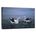 East Urban Home 'Antipodean Albatross Pair, Kaikoura, New Zealand' Photographic Print Canvas, Wood in Blue | 16 H x 24 W x 1.5 D in | Wayfair