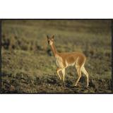East Urban Home Vicuna, Pampa Galeras Nature Reserve, Peru - Wrapped Canvas Photograph Print Canvas, Wood in White | 24 H x 36 W x 1.5 D in | Wayfair