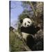 East Urban Home 'Giant Panda in Tree, Wolong Valley, Himalaya, China' Photographic Print, Wood in Black/Gray/Green | 18 H x 12 W x 1.5 D in | Wayfair