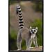 East Urban Home 'Ring-Tailed Lemur Portrait on Rocks in the Andringitra Mountains, Vulnerable, South Central Madagascar' Photographic Print | Wayfair