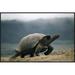 East Urban Home 'Galapagos Giant Tortoise Male, Alcedo Volcano, Galapagos Islands, Ecuador' Photographic Print Canvas, in White | Wayfair