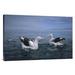 East Urban Home 'Antipodean Albatross Pair, Kaikoura, New Zealand' Photographic Print Canvas, Wood in White | 24 H x 36 W x 1.5 D in | Wayfair