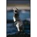 East Urban Home Galapagos Penguin, Fernandina Island, Galapagos Islands, Ecuador - Wrapped Canvas Photograph Print Canvas, in White | Wayfair