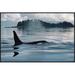 East Urban Home 'Orca Surfacing, Johnstone Strait, British Columbia, Canada' Photographic Print, Wood in White | 24 H x 36 W x 1.5 D in | Wayfair