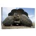 East Urban Home 'Galapagos Giant Tortoise on Caldera Rim, Alcedo Volcano, Galapagos Islands' Photographic Print Canvas, in Gray | 1.5 D in | Wayfair