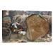 East Urban Home 'Logger Cutting Trunk of Rainforest Tree, Cameroon' Photographic Print, Wood in Brown/Green | 16 H x 24 W x 1.5 D in | Wayfair