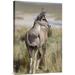 East Urban Home 'North Andean Huemul Buck Shedding Velvet, Pampa Galeras National Reserve, Peru' Photographic Print Canvas, in Brown | Wayfair