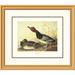 Global Gallery Red-Headed Duck by John James Audubon Framed Painting Print Paper | 26 H x 30 W x 1.5 D in | Wayfair DPF-132785-1620-102