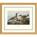 Global Gallery Ruddy Duck by John James Audubon Framed Painting Print Plastic/Metal | 34 H x 40 W x 1.5 D in | Wayfair DPF-132808-2430-102