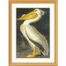 Global Gallery American White Pelican by John James Audubon Framed Painting Print Metal | 40 H x 30 W x 1.5 D in | Wayfair DPF-197767-2030-102