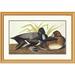 Global Gallery Scaup Duck by John James Audubon Framed Painting Print Plastic/Metal | 34 H x 1.5 D in | Wayfair DPF-197907-30-102