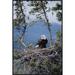 East Urban Home 'Bald Eagle Parent on Nest, Alaska' Photographic Print Canvas, Wood in White | 36 H x 24 W x 1.5 D in | Wayfair EAUB5324 38519486