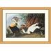 Global Gallery Eider Duck by John James Audubon Framed Painting Print Metal | 28.9 H x 40 W x 1.5 D in | Wayfair DPF-197954-30-102