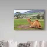 Ebern Designs 'Camel & His View' Photographic Print on Wrapped Canvas in White | 30 H x 47 W x 2 D in | Wayfair 38CF7CCA60684BF991F16A2F6E80388C