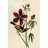 Buyenlarge Common Troupial by John James Audubon - Unframed Graphic Art Print in White | 36 H x 24 W x 1.5 D in | Wayfair 0-587-64690-LC2436