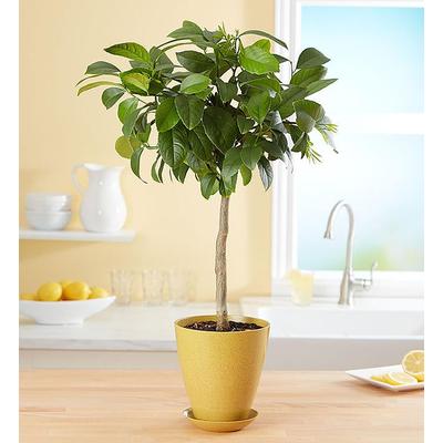 1-800-Flowers Plant Delivery Meyer Lemon Tree