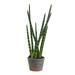 Vickerman 523957 - 17" Green Tiger Tail Plant in Paper Pot (FE181801) Home Office Succulents