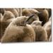 Ebern Designs South Georgia Island Young King Penguin Chicks by Don Paulson - Photograph Print on Canvas in Brown | 10 H x 16 W x 1.5 D in | Wayfair