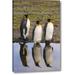 World Menagerie South Georgia Island, Three King Penguins by Don Paulson - Wrapped Canvas Photograph Print Canvas in Blue/Green | Wayfair