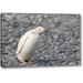 World Menagerie Antarctica, Salisbury Plain White Gentoo Penguin by Don Grall - Photograph Print on Canvas in Gray | 21 H x 32 W x 1.5 D in | Wayfair