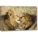 World Menagerie Kenya, Masai Mara Lion Licking Another Lion by Dennis Kirkland - Photograph Print on Canvas Canvas | 16 H x 24 W x 1.5 D in | Wayfair