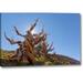 Winston Porter Ca, Inyo Nf, Bristlecone Forest the Sentinel by Don Paulson - Wrapped Canvas Photograph Print Canvas in Blue/Brown | Wayfair