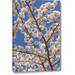 Winston Porter 'Washington, Seabeck Cherry Tree Blossoms' Photographic Print on Wrapped Canvas Metal in Blue/White | 32 H x 21 W x 1.5 D in | Wayfair