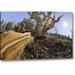 Millwood Pines CA, Inyo NF Bristlecone Pine Tree by Don Paulson - Photograph Print on Canvas in Blue/Brown/Green | 11 H x 16 W x 1.5 D in | Wayfair