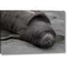 World Menagerie South Georgia Island Elephant Seal Pup Sleeps by Don Paulson - Photograph Print on Canvas in Gray | 10 H x 16 W x 1.5 D in | Wayfair