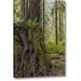 Millwood Pines 'Wa, Olympic Np Western Red Cedar on Boulder' Photographic Print on Wrapped Canvas in Brown/Green | 24 H x 16 W x 1.5 D in | Wayfair