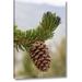 Millwood Pines California, Inyo Nf Bristlecone Tree Pine Cone by Don Paulson - Photograph Print on Canvas in Gray/Green | Wayfair